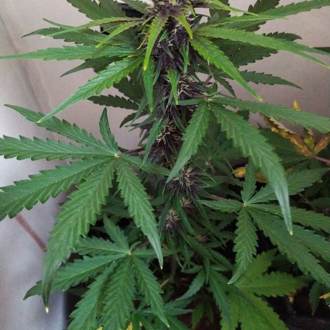 Purple Explosion CBD #1 growlog timeline photo