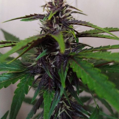 Purple Explosion CBD #1 growlog timeline photo