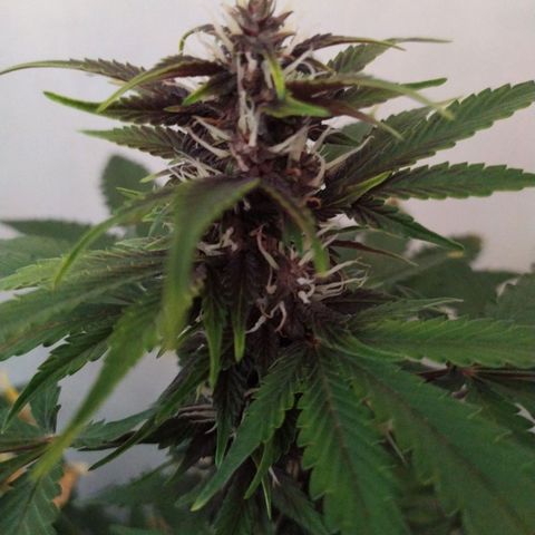 Purple Explosion CBD #2 growlog timeline photo