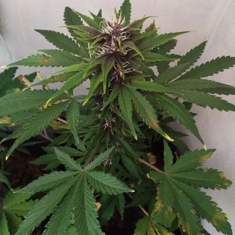 Purple Explosion CBD #2 growlog timeline photo