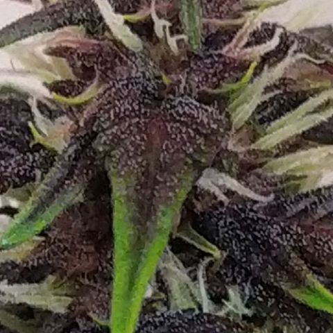 Purple Explosion CBD #1 growlog timeline photo