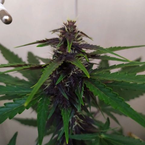 Purple Explosion CBD #1 growlog timeline photo