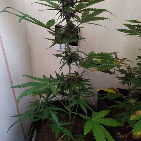 Purple Explosion CBD #1 growlog timeline photo
