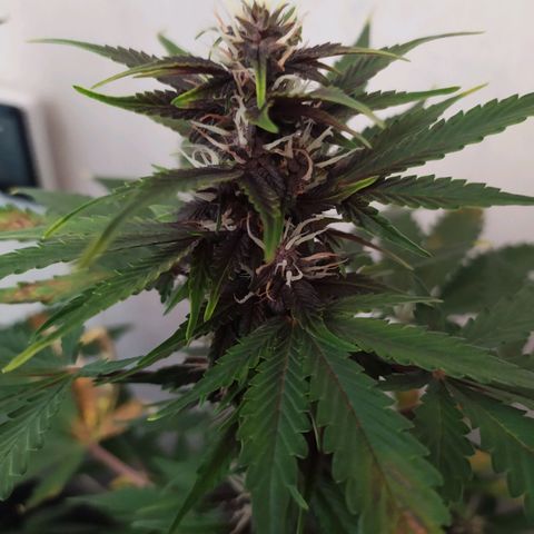 Purple Explosion CBD #2 growlog timeline photo