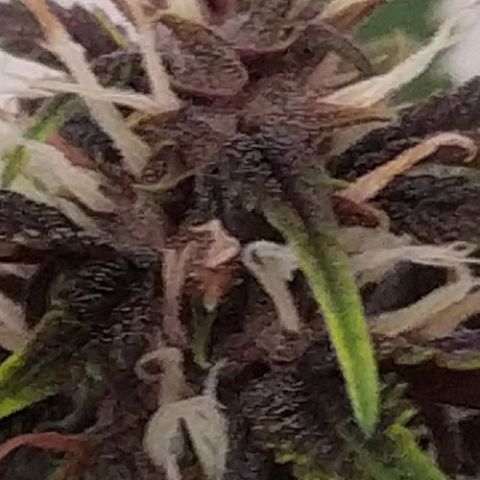 Purple Explosion CBD #2 growlog timeline photo