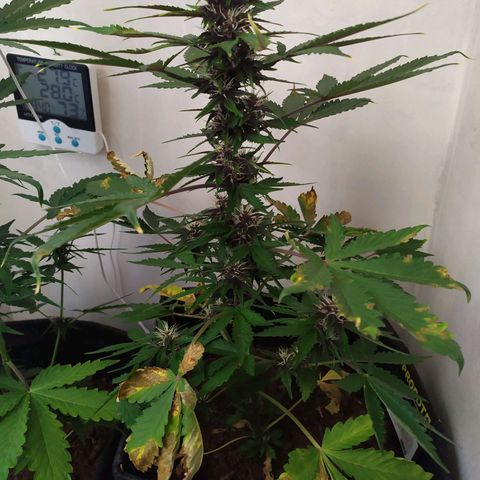 Purple Explosion CBD #2 growlog timeline photo