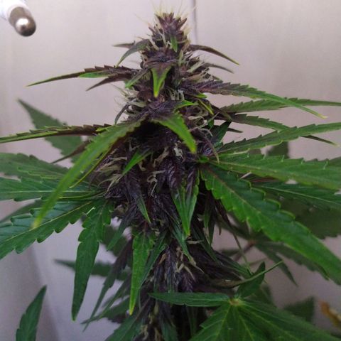 Purple Explosion CBD #1 growlog timeline photo