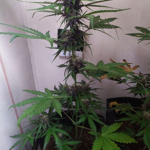 Purple Explosion CBD #1 growlog timeline photo