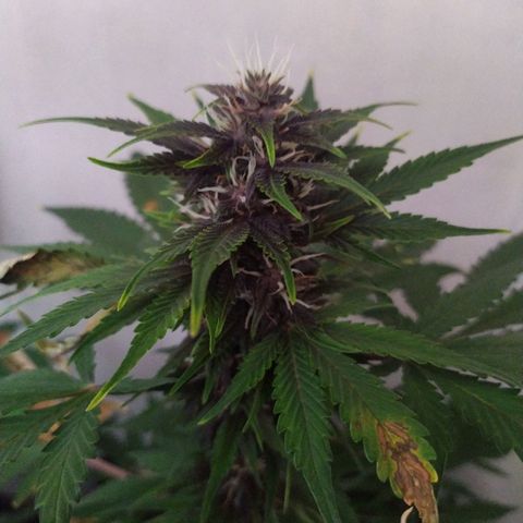 Purple Explosion CBD #2 growlog timeline photo