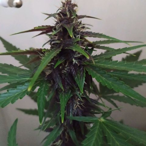 Purple Explosion CBD #1 growlog timeline photo