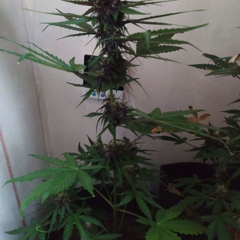 Purple Explosion CBD #1 growlog timeline photo
