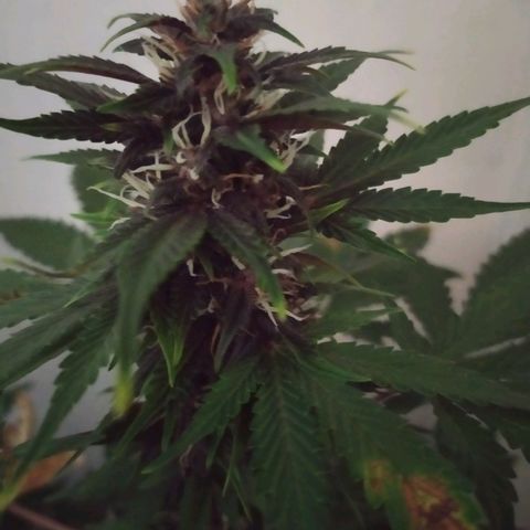 Purple Explosion CBD #2 growlog timeline photo