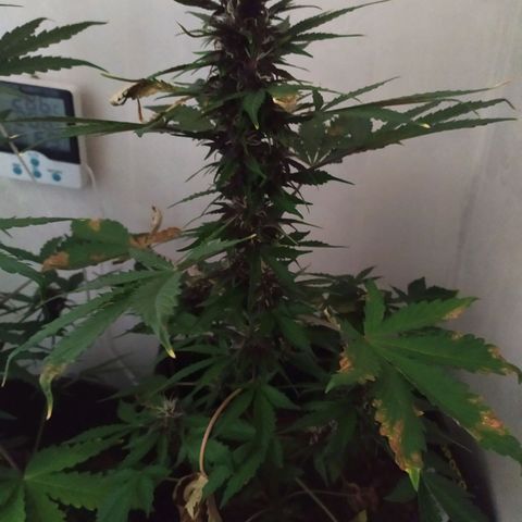 Purple Explosion CBD #2 growlog timeline photo