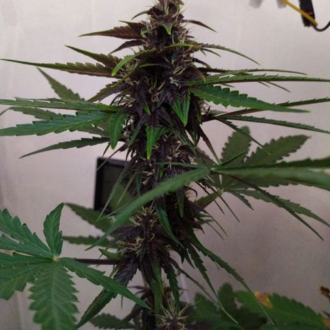 Purple Explosion CBD #1 growlog timeline photo