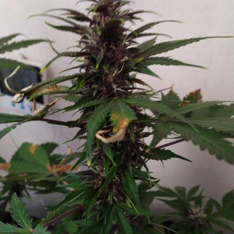 Purple Explosion CBD #2 growlog timeline photo