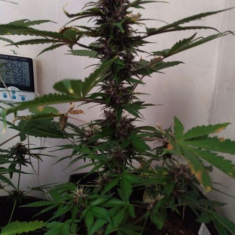 Purple Explosion CBD #2 growlog timeline photo