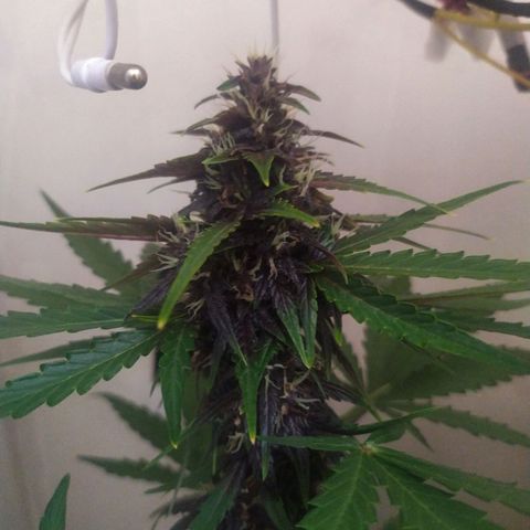 Purple Explosion CBD #1 growlog timeline photo
