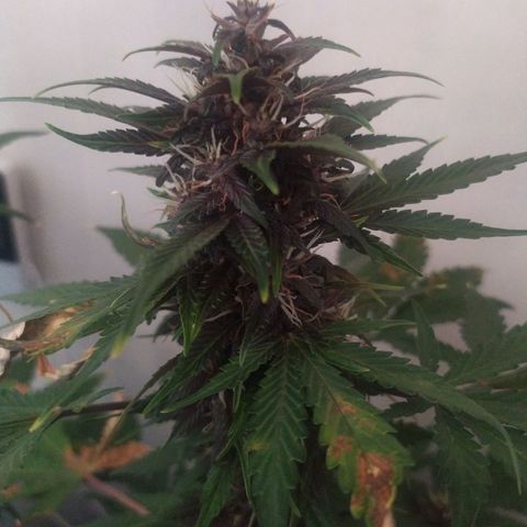 Purple Explosion CBD #2 growlog timeline photo