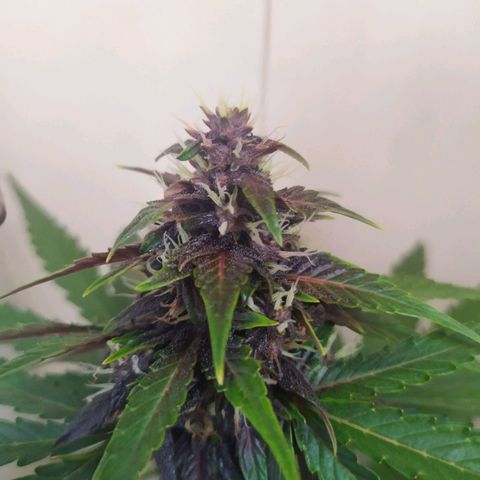 Purple Explosion CBD #1 growlog timeline photo