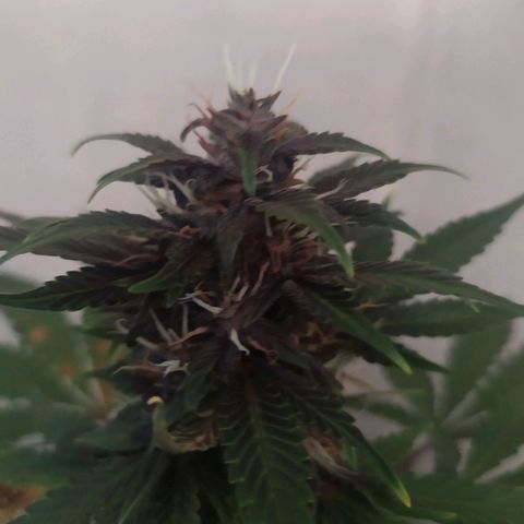 Purple Explosion CBD #2 growlog timeline photo