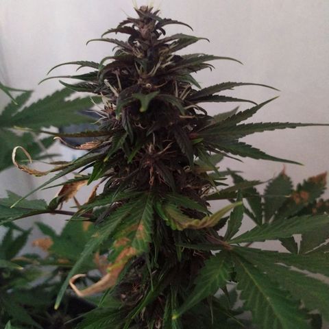 Purple Explosion CBD #2 growlog timeline photo