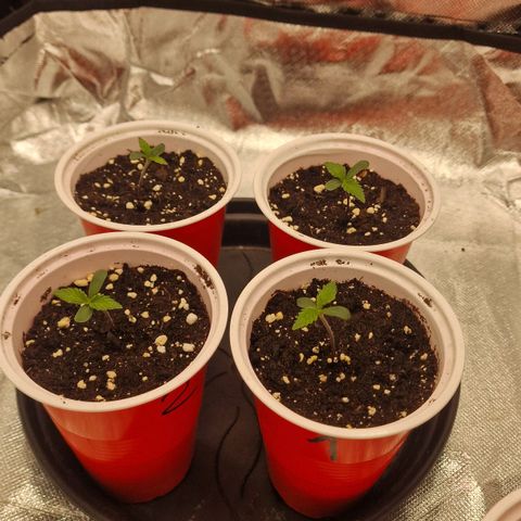 Original Auto Amnesia Haze growlog timeline photo