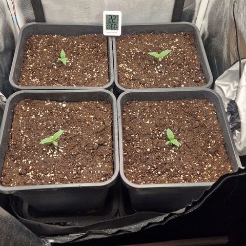 Original Auto Amnesia Haze growlog timeline photo