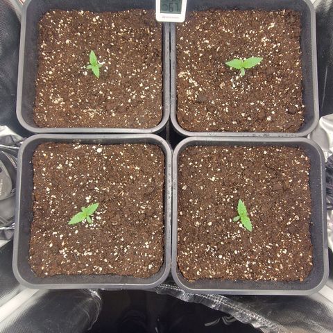Original Auto Amnesia Haze growlog timeline photo