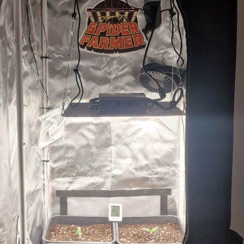 Original Auto Amnesia Haze growlog timeline photo