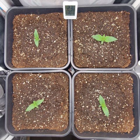 Original Auto Amnesia Haze growlog timeline photo