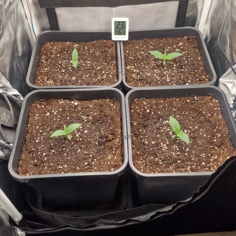 Original Auto Amnesia Haze growlog timeline photo