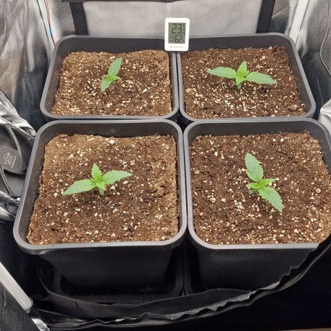 Original Auto Amnesia Haze growlog timeline photo