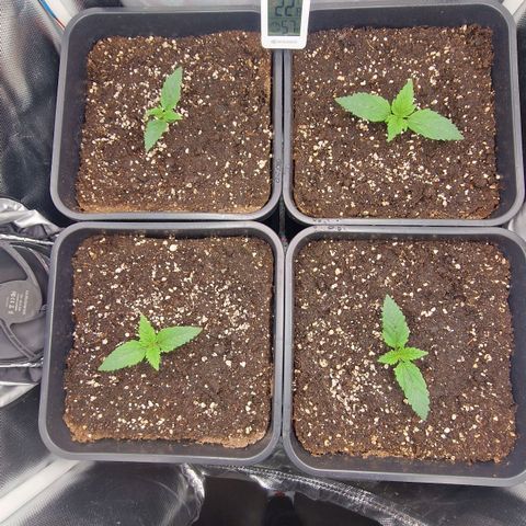 Original Auto Amnesia Haze growlog timeline photo
