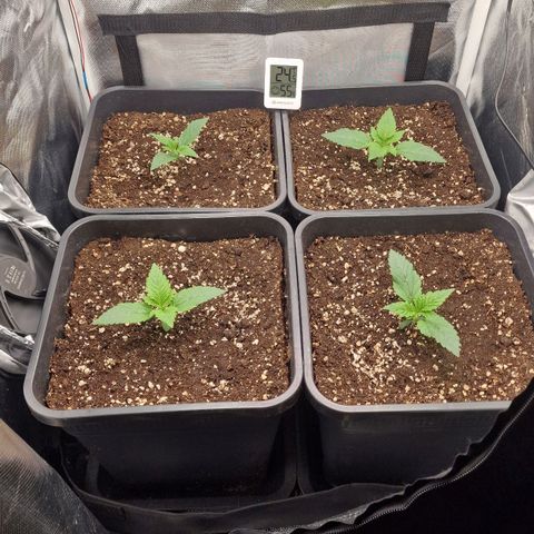 Original Auto Amnesia Haze growlog timeline photo