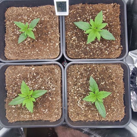 Original Auto Amnesia Haze growlog timeline photo