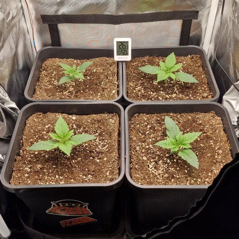 Original Auto Amnesia Haze growlog timeline photo