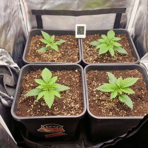 Original Auto Amnesia Haze growlog timeline photo