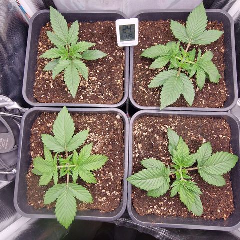 Original Auto Amnesia Haze growlog timeline photo