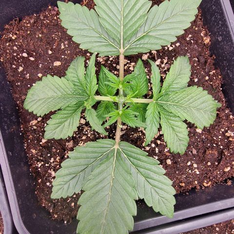 Original Auto Amnesia Haze growlog timeline photo