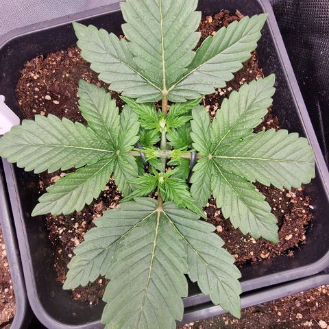 Original Auto Amnesia Haze growlog photo: Lowstresstraining begonnen 
