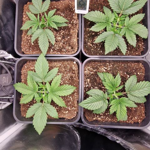 Original Auto Amnesia Haze growlog photo: Lowstresstraining begonnen 