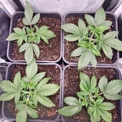 Original Auto Amnesia Haze growlog timeline photo