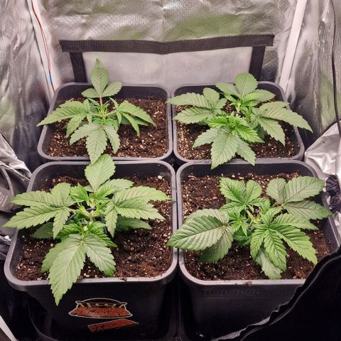 Original Auto Amnesia Haze growlog timeline photo