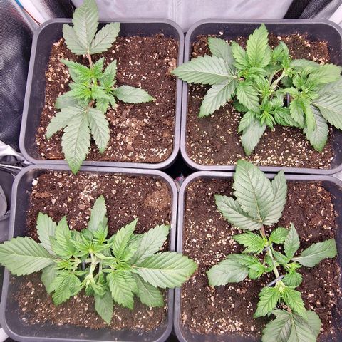 Original Auto Amnesia Haze growlog timeline photo