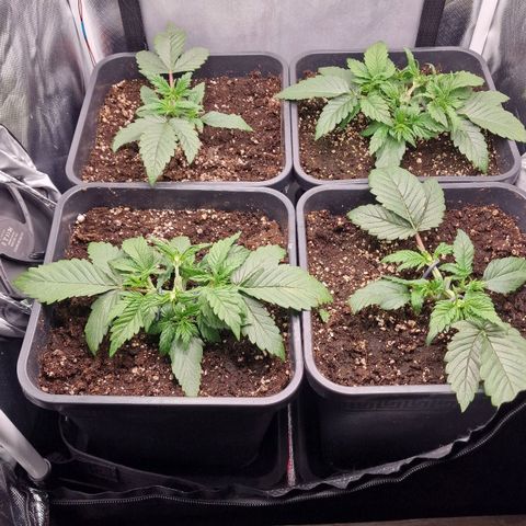 Original Auto Amnesia Haze growlog timeline photo
