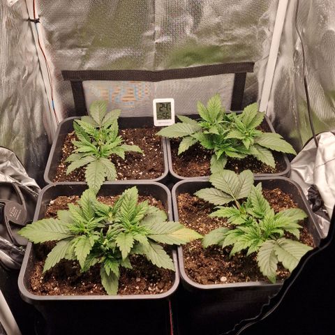 Original Auto Amnesia Haze growlog timeline photo
