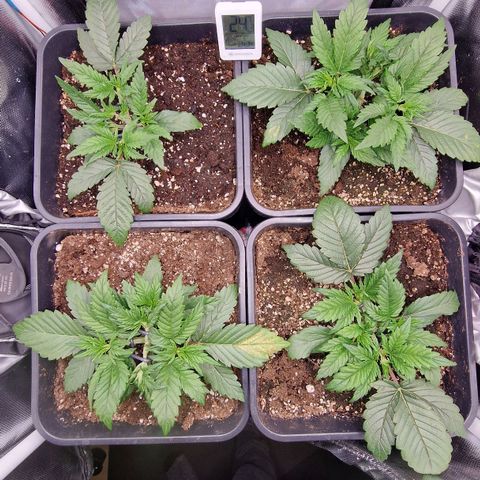 Original Auto Amnesia Haze growlog timeline photo