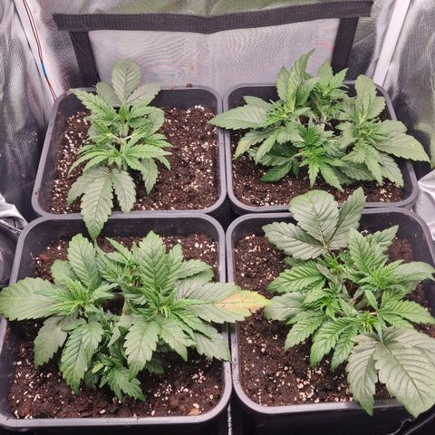 Original Auto Amnesia Haze growlog timeline photo