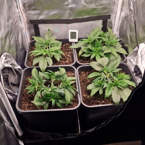 Original Auto Amnesia Haze growlog timeline photo