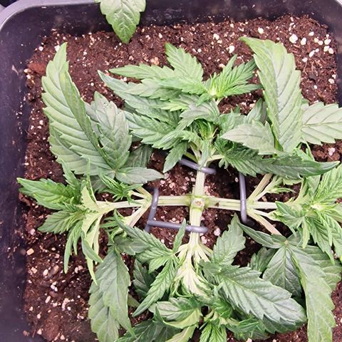 Original Auto Amnesia Haze growlog timeline photo